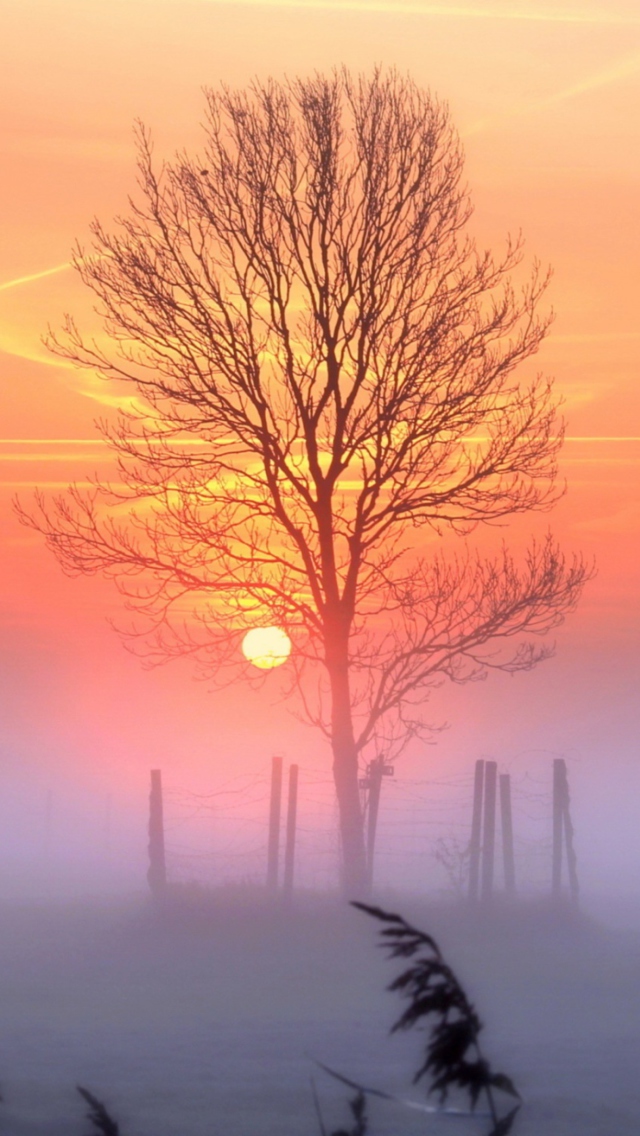 Sunset And Mist wallpaper 640x1136
