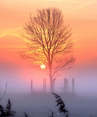 Sunset And Mist sfondi gratuiti per 640x1136