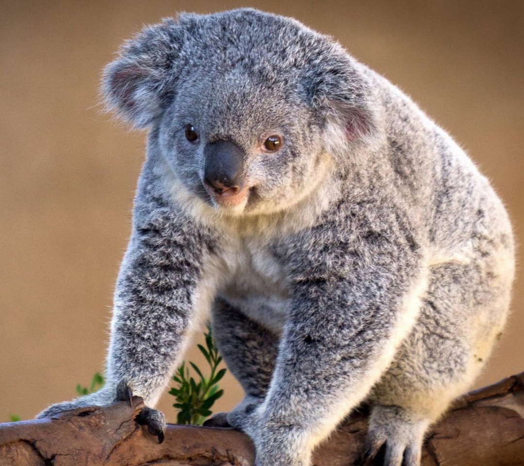 Fondo de pantalla Koala Bear 1080x960