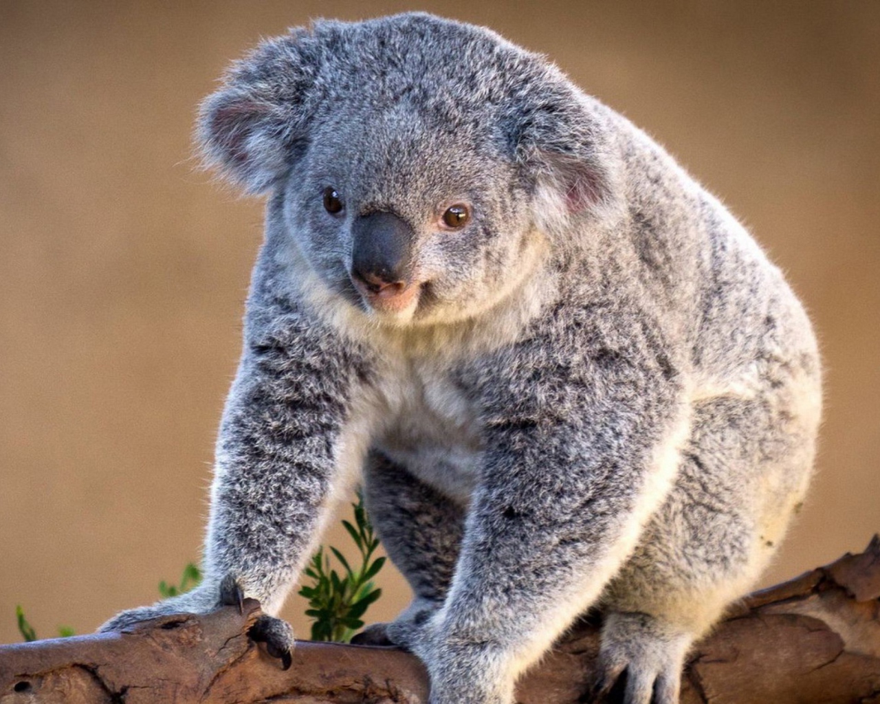 Fondo de pantalla Koala Bear 1280x1024