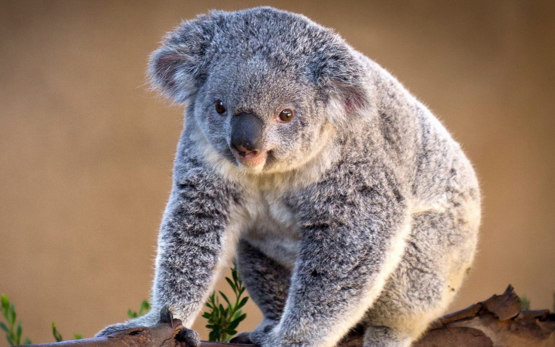 Fondo de pantalla Koala Bear 1920x1200