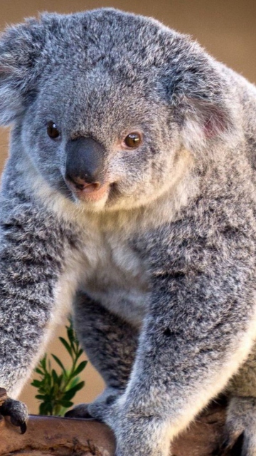 Fondo de pantalla Koala Bear 360x640