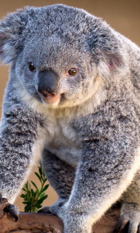 Das Koala Bear Wallpaper 480x800