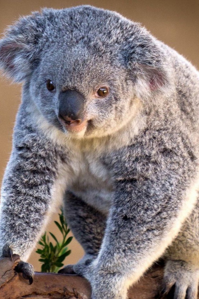 Das Koala Bear Wallpaper 640x960