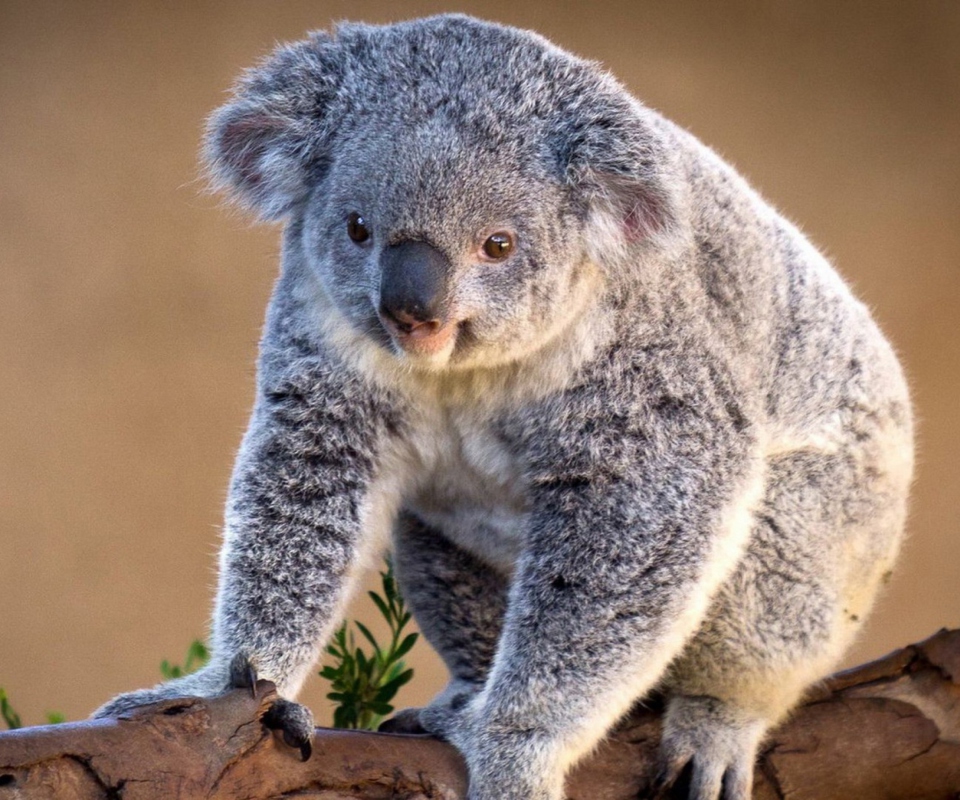 Fondo de pantalla Koala Bear 960x800