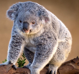 Koala Bear - Obrázkek zdarma pro 1024x1024
