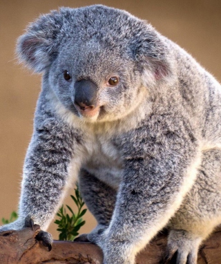 Koala Bear - Obrázkek zdarma pro 480x800