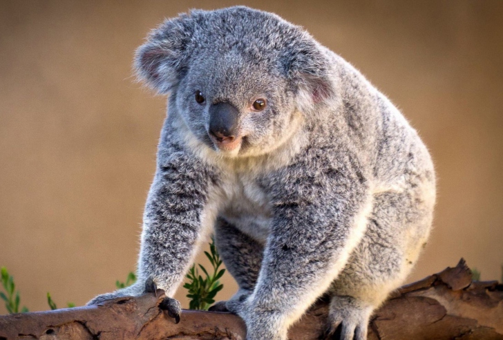 Das Koala Bear Wallpaper