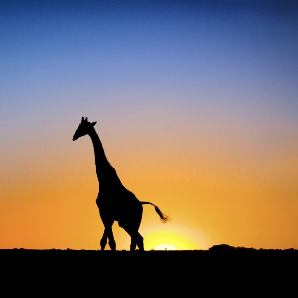 Das Safari At Sunset - Giraffe's Silhouette Wallpaper 1024x1024
