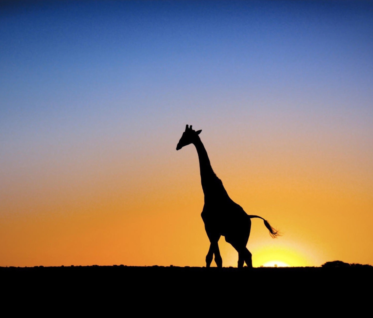 Sfondi Safari At Sunset - Giraffe's Silhouette 1200x1024