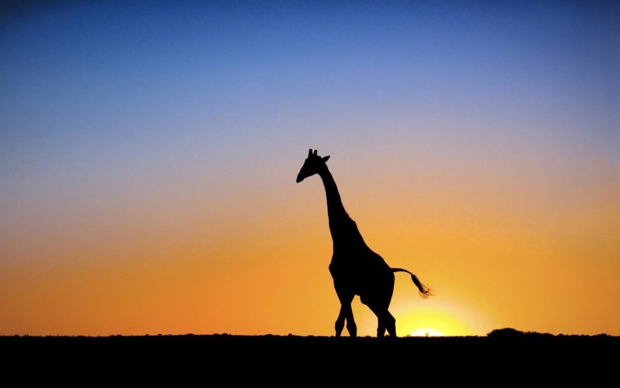 Screenshot №1 pro téma Safari At Sunset - Giraffe's Silhouette 1280x800