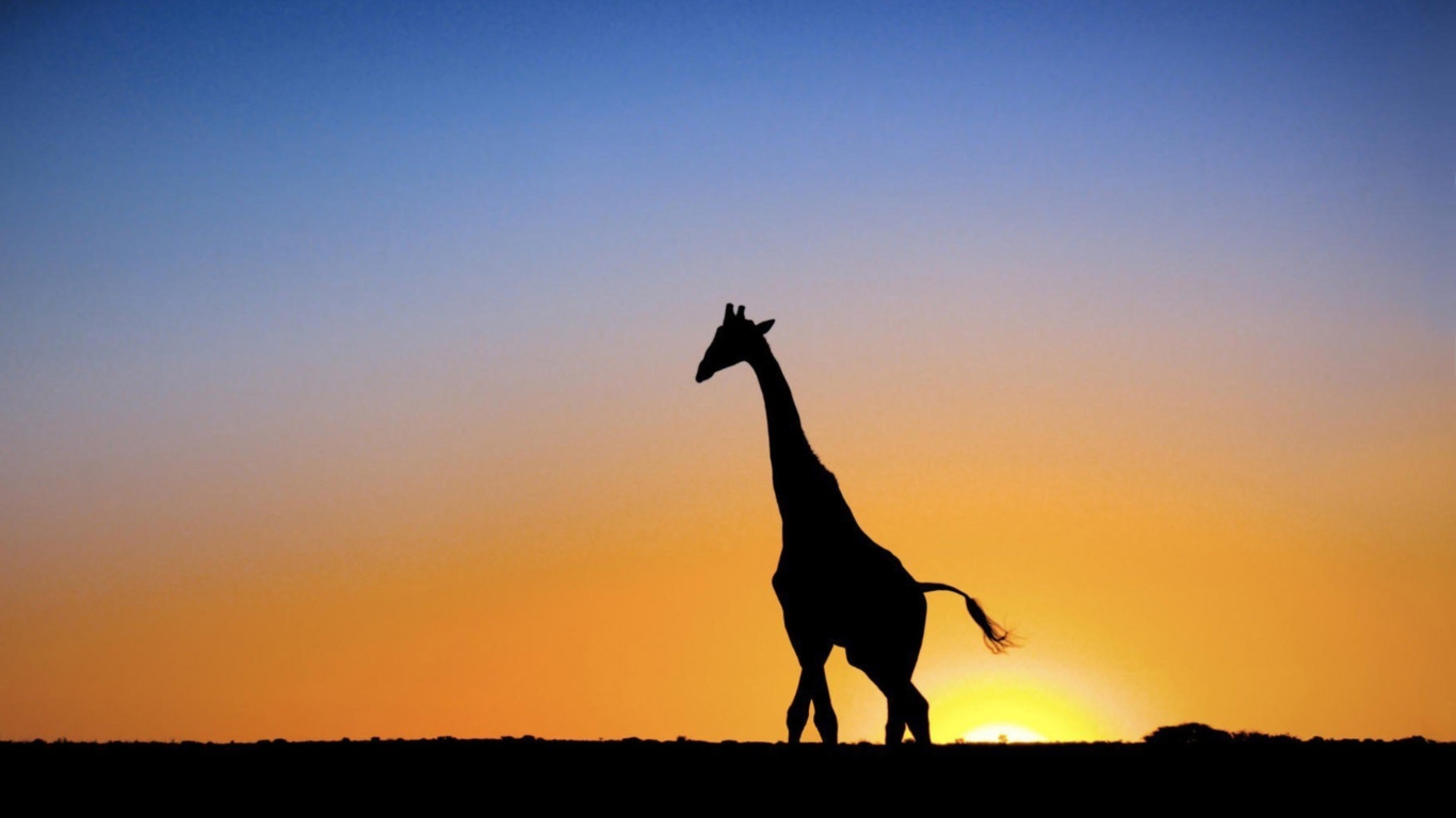 Sfondi Safari At Sunset - Giraffe's Silhouette 1366x768