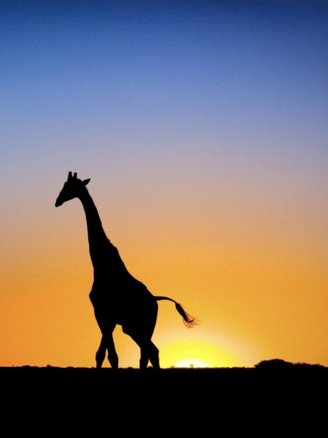 Screenshot №1 pro téma Safari At Sunset - Giraffe's Silhouette 480x640