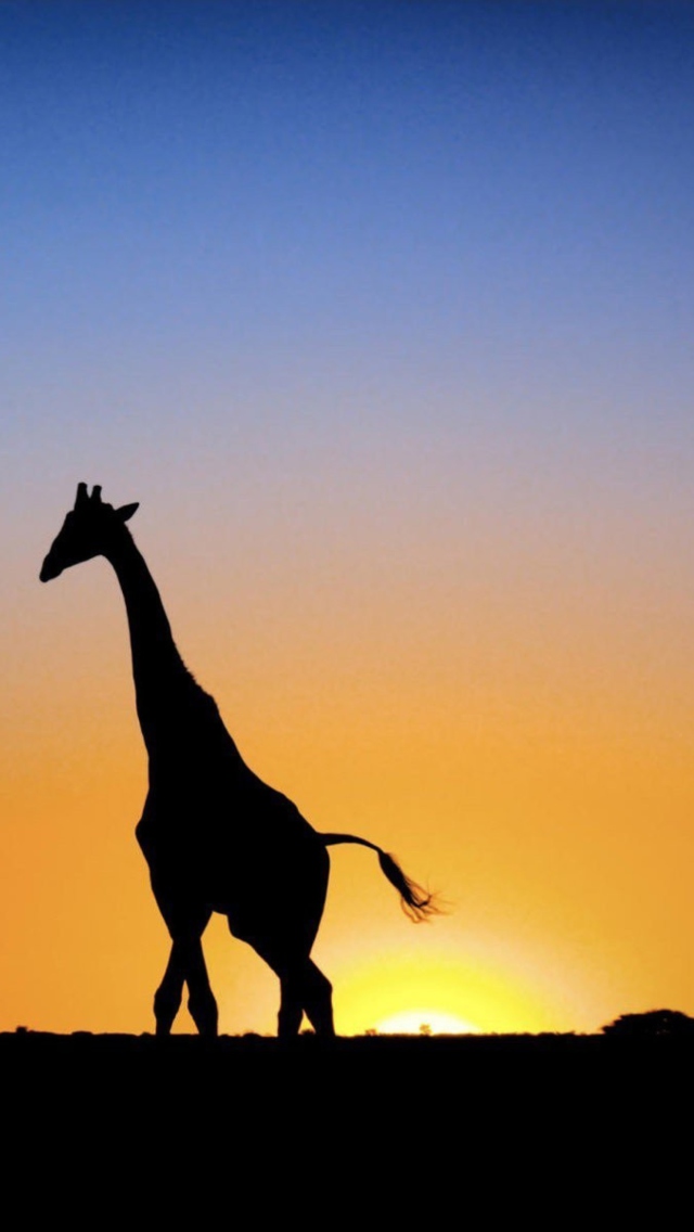 Sfondi Safari At Sunset - Giraffe's Silhouette 640x1136