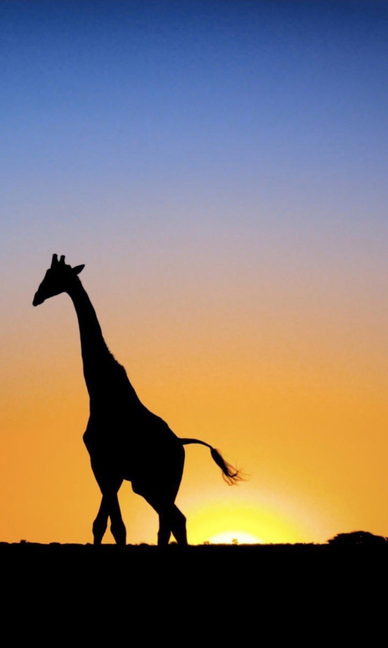 Обои Safari At Sunset - Giraffe's Silhouette 768x1280