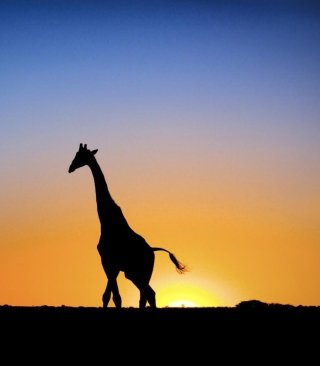 Safari At Sunset - Giraffe's Silhouette - Obrázkek zdarma pro 640x960