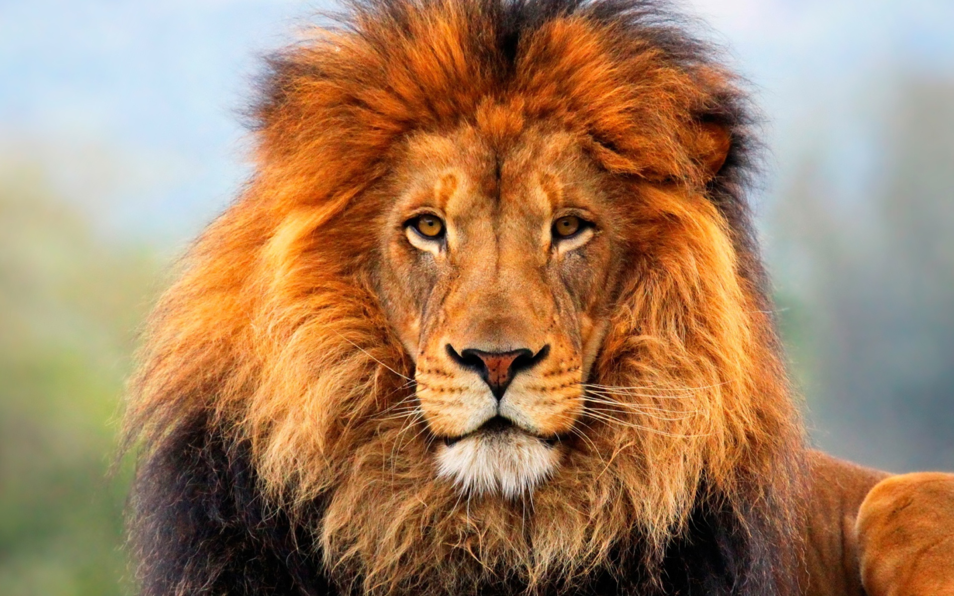 Sfondi Lion King 1920x1200