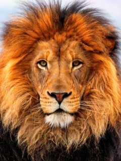 Fondo de pantalla Lion King 240x320