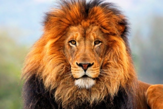 Lion King - Obrázkek zdarma pro 640x480