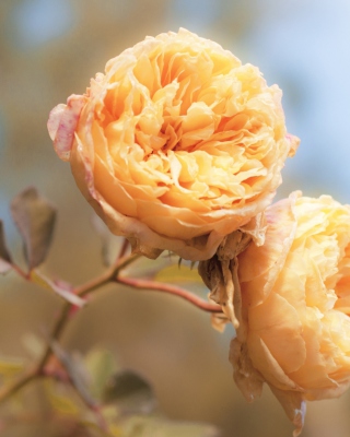 Peach Roses sfondi gratuiti per 132x176