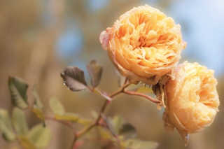 Peach Roses - Obrázkek zdarma 
