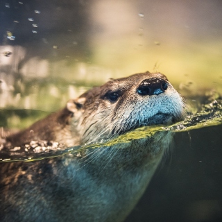 Otter - Obrázkek zdarma pro 1024x1024