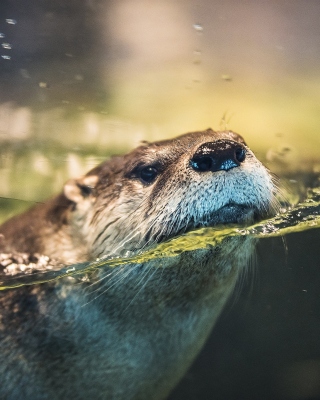 Otter - Fondos de pantalla gratis para iPhone 6 Plus