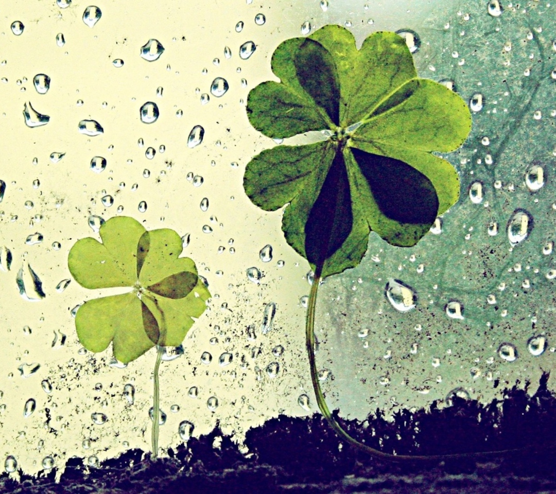 Clover Leaves And Dew Drops screenshot #1 1080x960