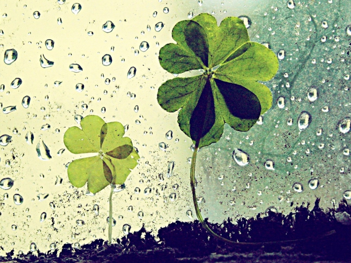 Clover Leaves And Dew Drops wallpaper 1152x864
