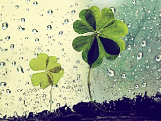 Das Clover Leaves And Dew Drops Wallpaper 320x240