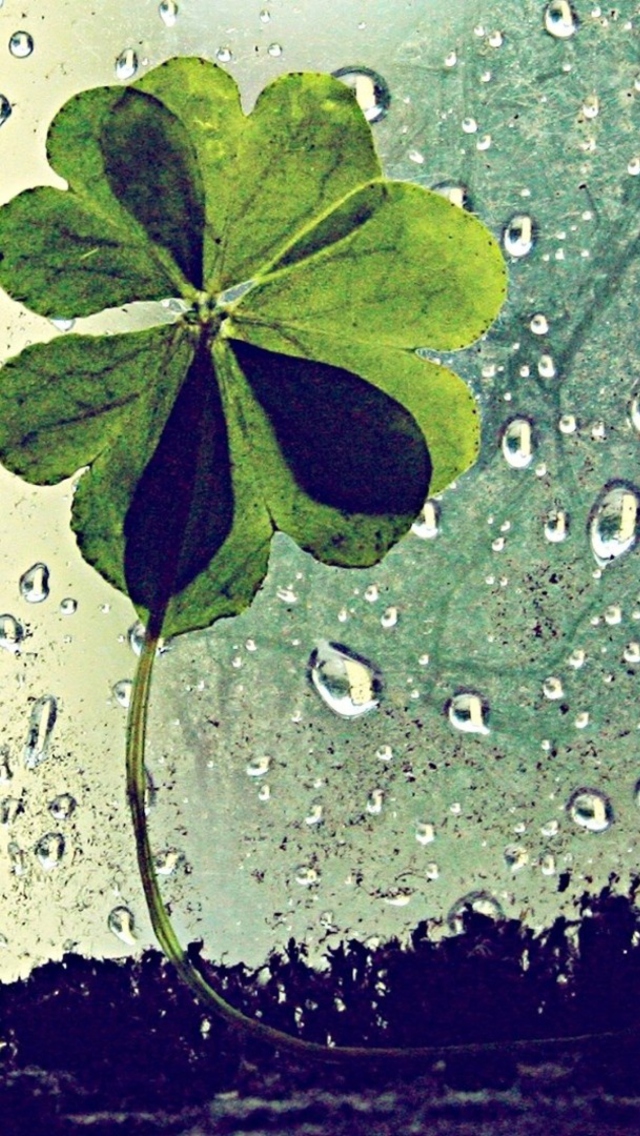 Screenshot №1 pro téma Clover Leaves And Dew Drops 640x1136