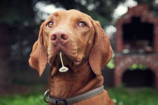 Dog With Daisy - Obrázkek zdarma 