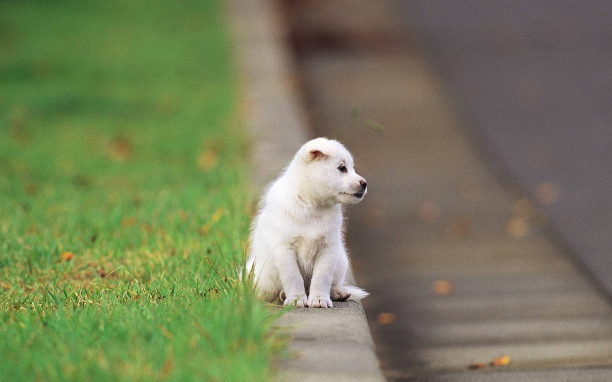 Sfondi Little Puppy On The Street 2560x1600