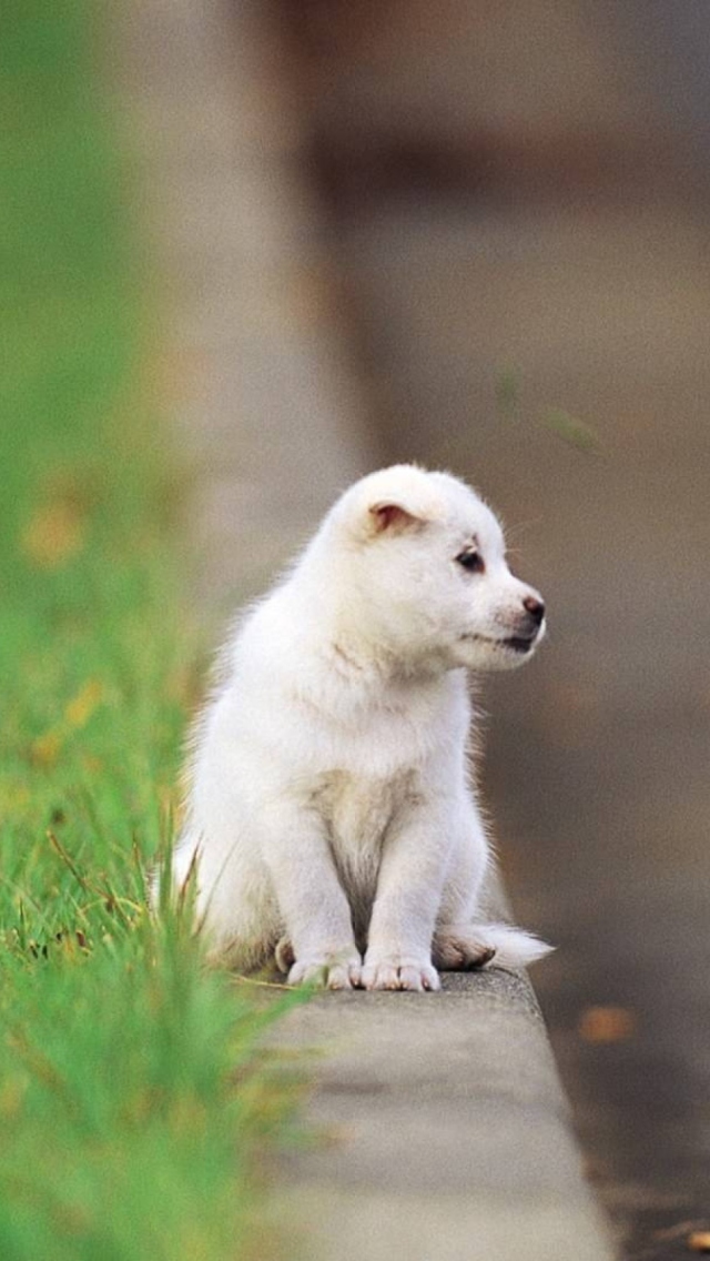 Little Puppy On The Street wallpaper 640x1136