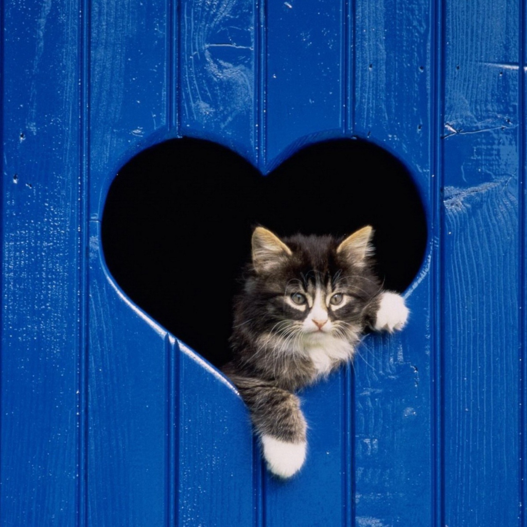 Обои Cat In Heart-Shaped Window 1024x1024