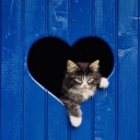 Fondo de pantalla Cat In Heart-Shaped Window 128x128