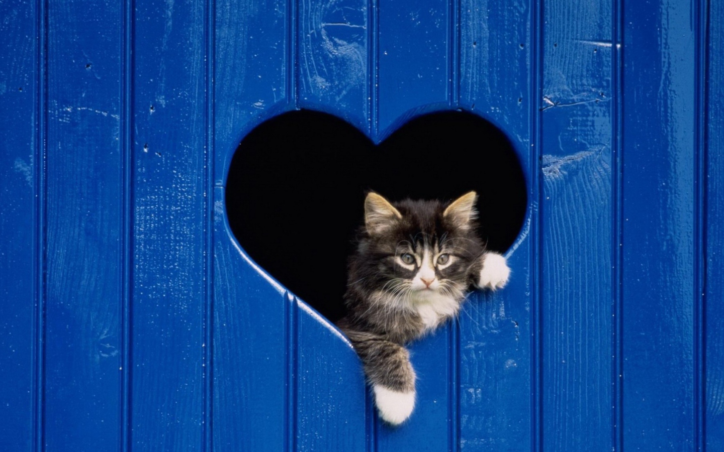 Обои Cat In Heart-Shaped Window 1440x900