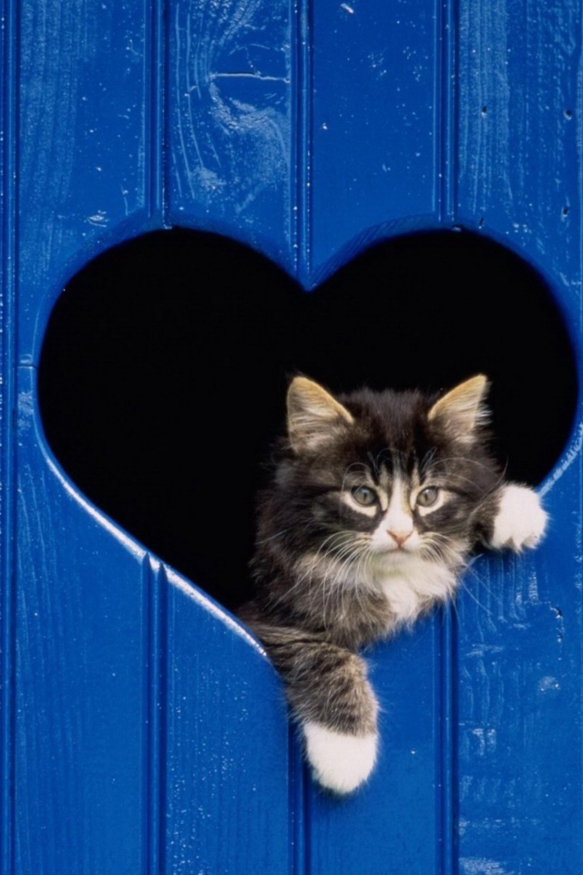 Cat In Heart-Shaped Window wallpaper 640x960