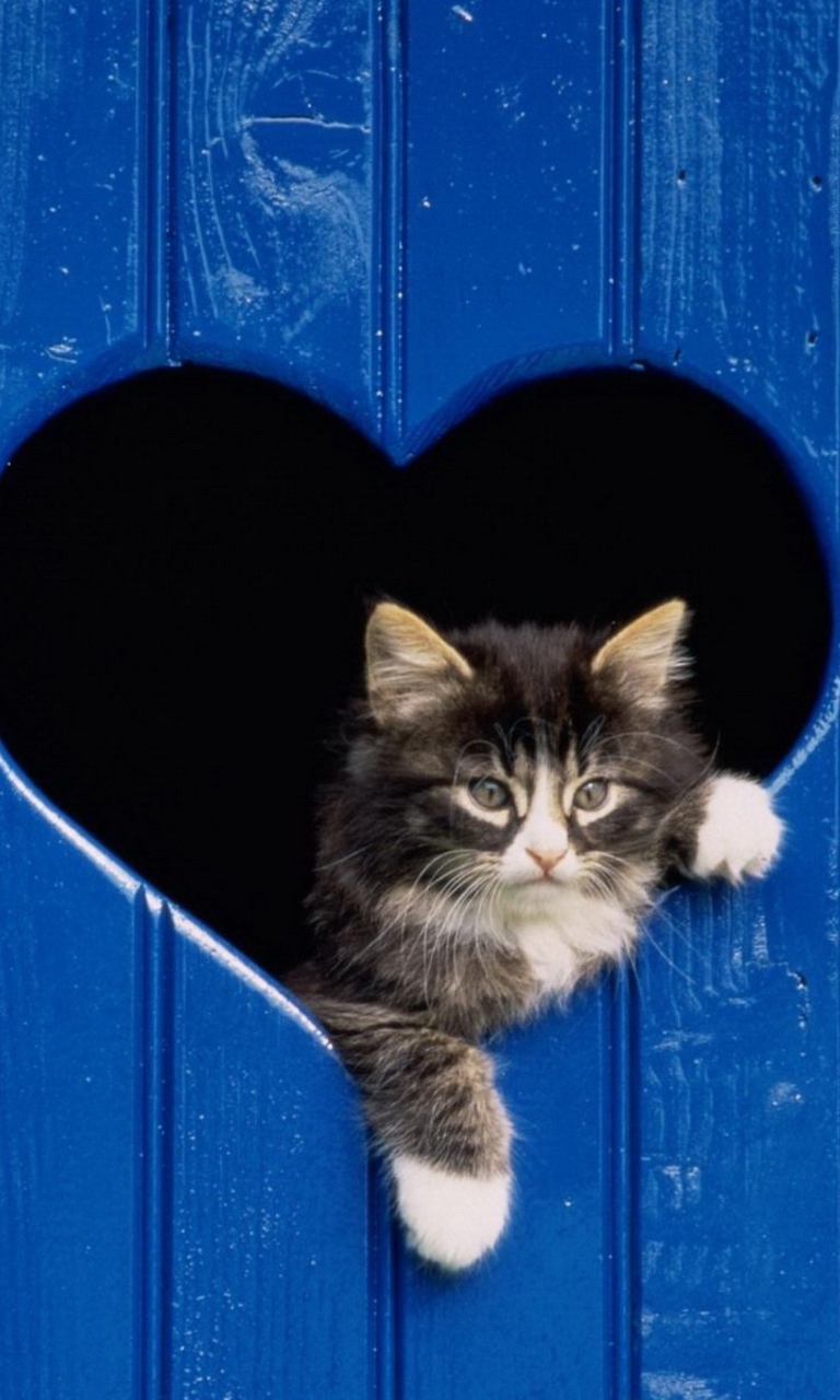 Cat In Heart-Shaped Window wallpaper 768x1280