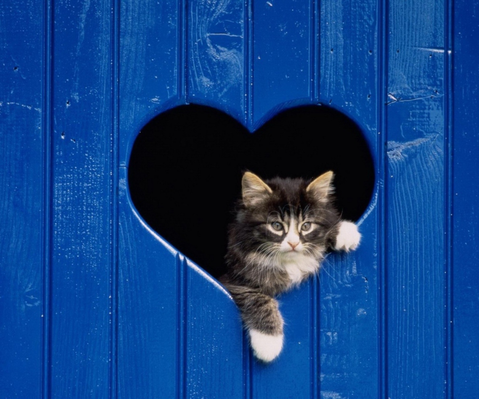 Das Cat In Heart-Shaped Window Wallpaper 960x800