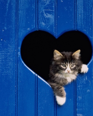 Cat In Heart-Shaped Window - Obrázkek zdarma pro Nokia C2-03
