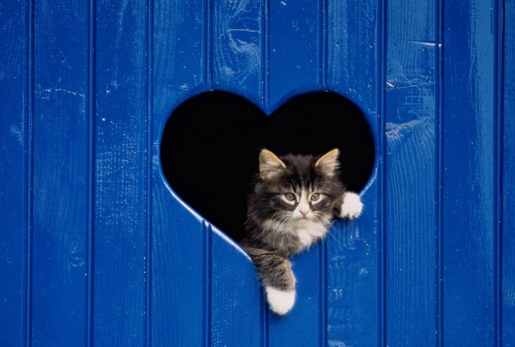 Обои Cat In Heart-Shaped Window
