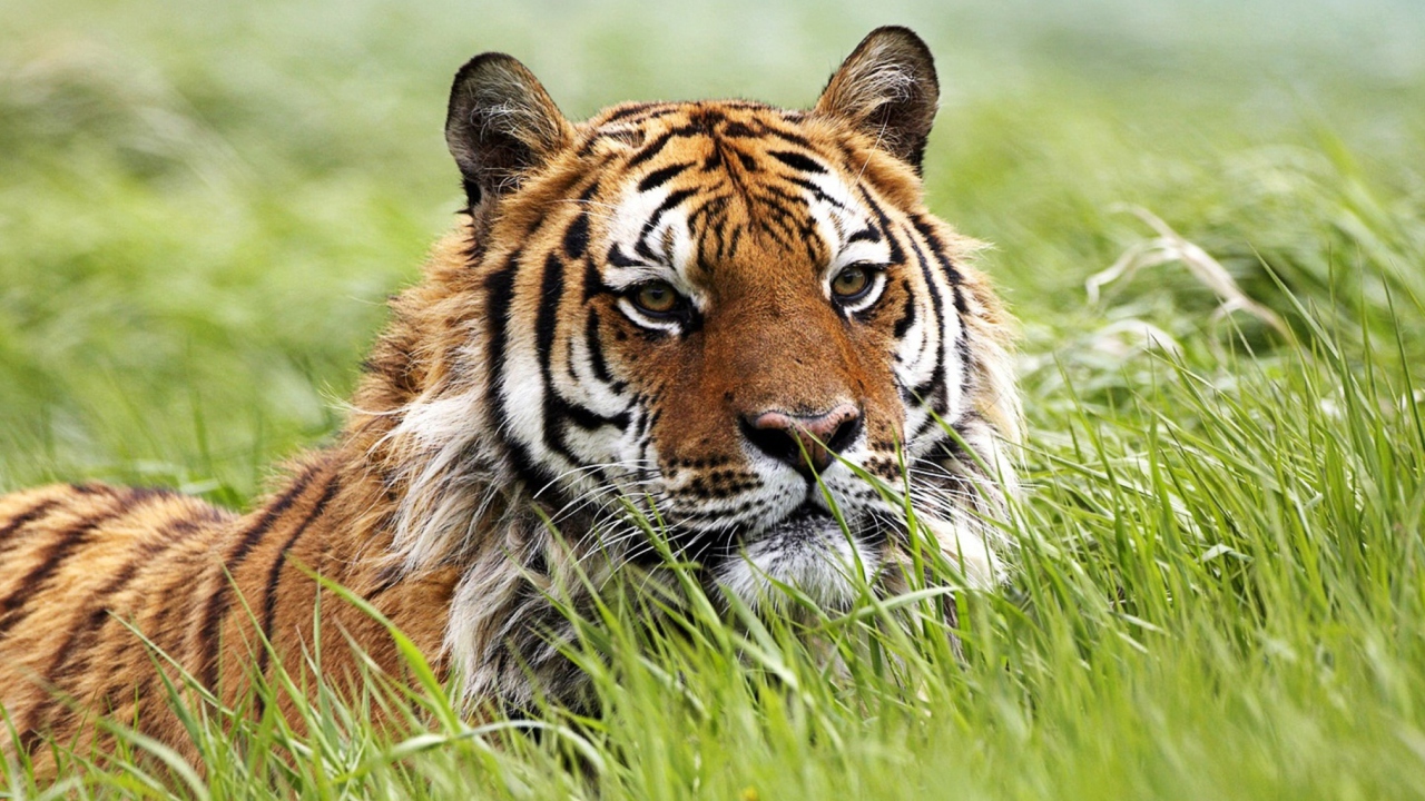 Das Wild Siberian Tiger Wallpaper 1280x720