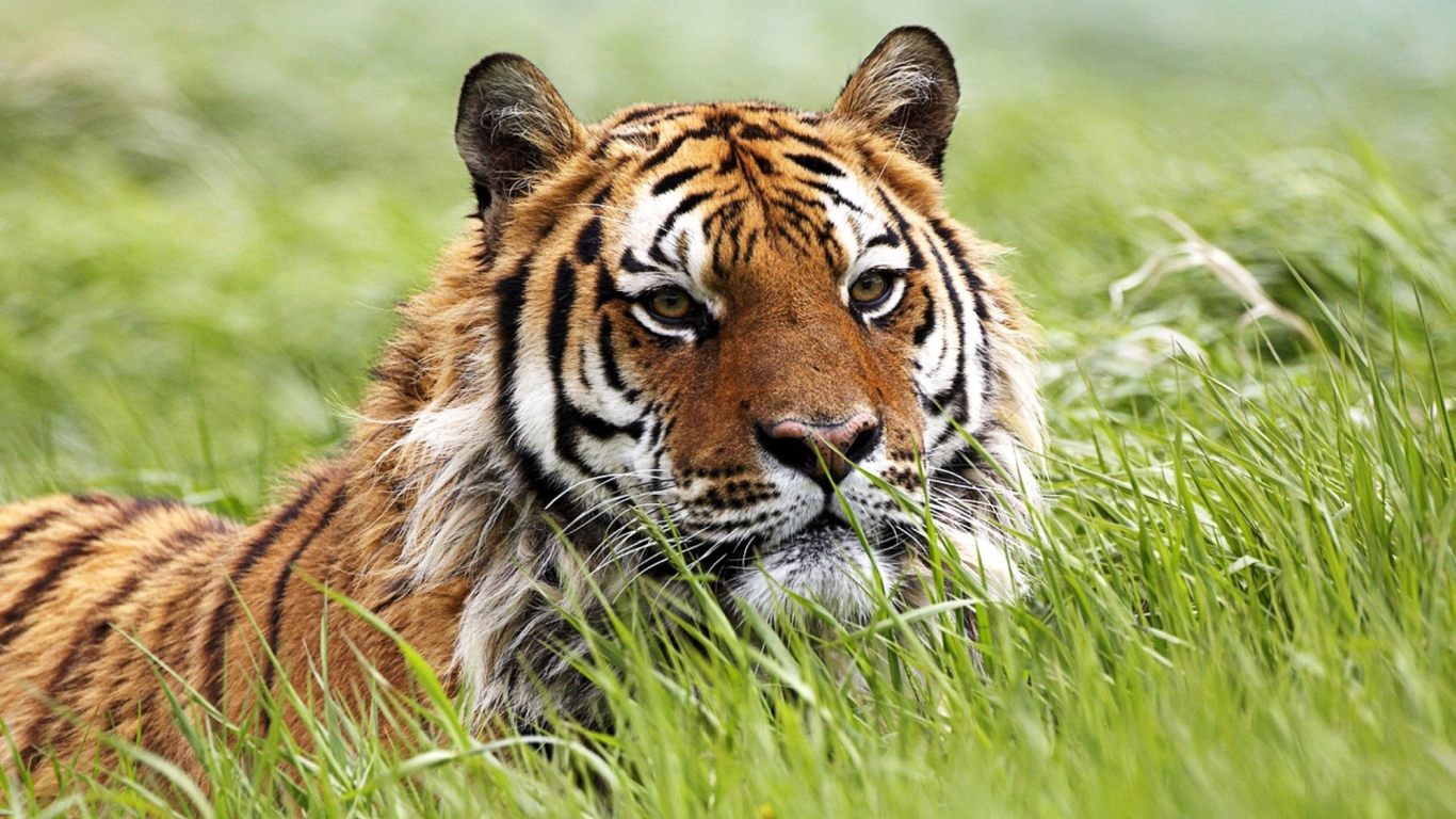 Screenshot №1 pro téma Wild Siberian Tiger 1366x768