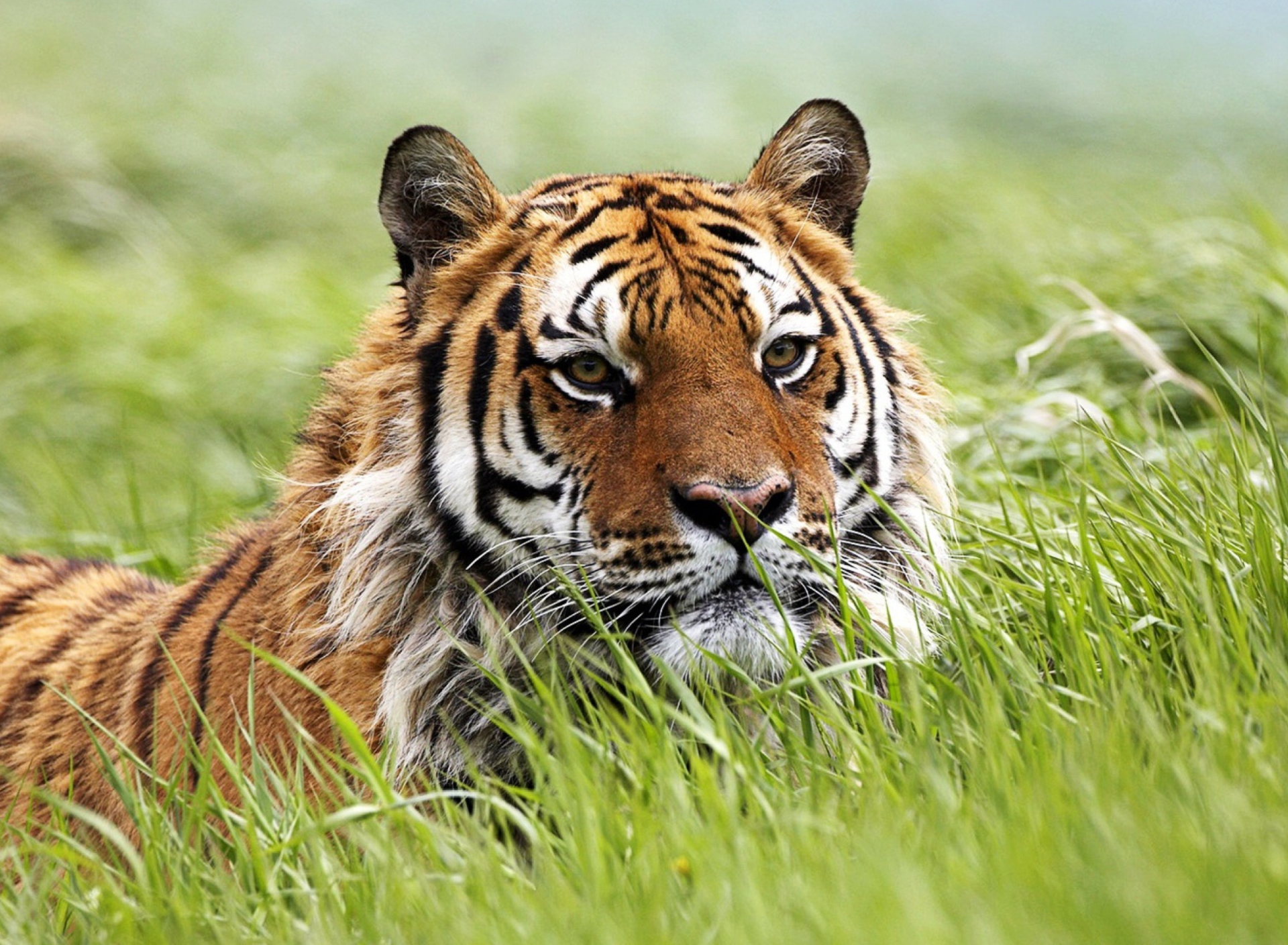 Screenshot №1 pro téma Wild Siberian Tiger 1920x1408