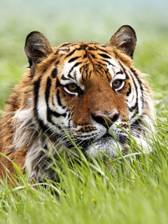 Sfondi Wild Siberian Tiger 240x320