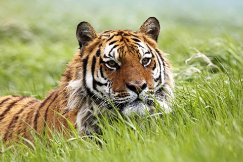 Wild Siberian Tiger wallpaper 480x320