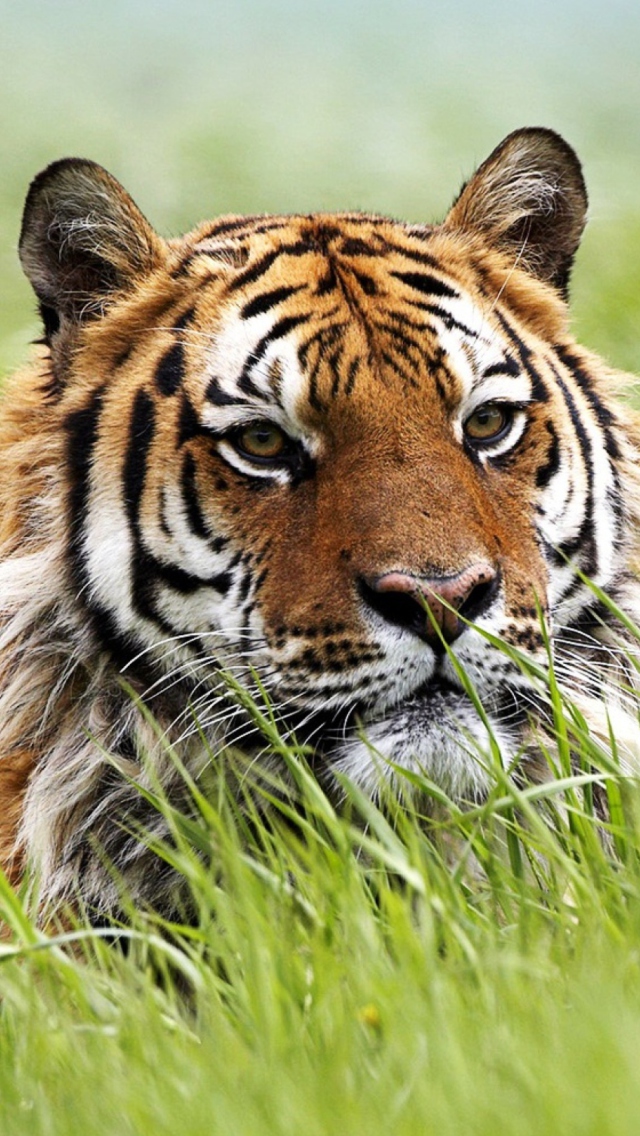 Wild Siberian Tiger wallpaper 640x1136
