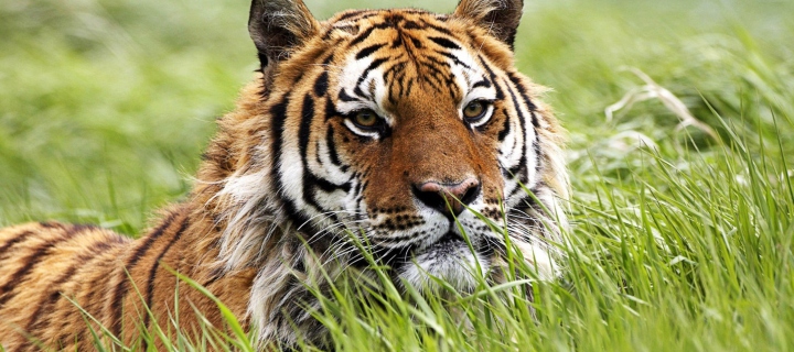Screenshot №1 pro téma Wild Siberian Tiger 720x320