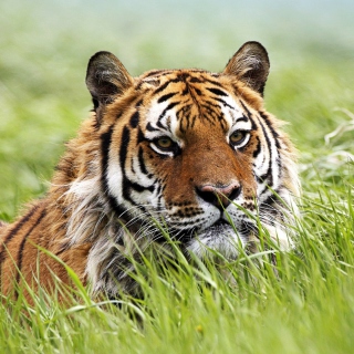 Wild Siberian Tiger - Obrázkek zdarma pro 208x208
